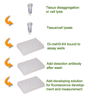 Schematic procedure for using the EpiQuik Global Di-Methyl Histone H3K4 Quantification Kit (Fluorometric).