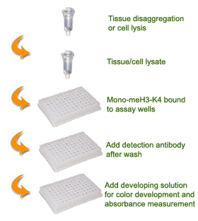 Schematic procedure for using the EpiQuik Global Mono-Methyl Histone H3K4 Quantification Kit (Colorimetric).