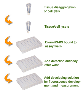 Schematic procedure for using the EpiQuik Global Di-Methyl Histone H3K9 Quantification Kit (Fluorometric).
