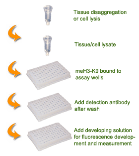 Schematic procedure for using the EpiQuik Global Pan-Methyl Histone H3K9 Quantification Kit (Fluorometric).