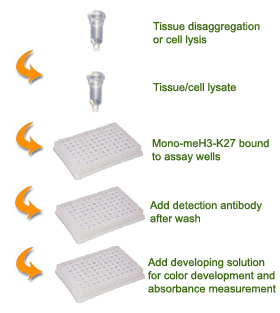 EpiQuik Global Mono-Methyl Histone H3K27 Quantification Kit (Colorimetric) (48 assays)