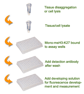 EpiQuik Global Mono-Methyl Histone H3K27 Quantification Kit (Fluorometric) (96 assays)