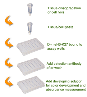 Schematic procedure for using the EpiQuik Global Di-Methyl Histone H3K27 Quantification Kit (Colorimetric).