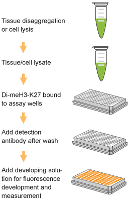 Schematic procedure for using the EpiQuik Global Di-Methyl Histone H3K27 Quantification Kit (Fluorometric).