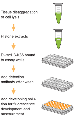 Schematic procedure for using the EpiQuik Global Di-Methyl Histone H3K36 Quantification Kit (Fluorometric).