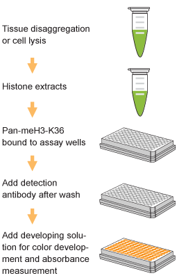 EpiQuik Global Pan-Methyl Histone H3K36 Quantification Kit (Colorimetric) (96 assays)