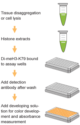Schematic procedure for using the EpiQuik Global Di-Methyl Histone H3K79 Quantification Kit (Colorimetric).