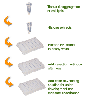 Schematic procedure for using the EpiQuik Total Histone H3 Quantification Kit (Colorimetric).