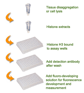 Schematic procedure for using the EpiQuik Total Histone H3 Quantification Kit (Fluorometric)