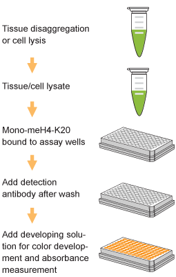 EpiQuik Global Mono-Methyl Histone H4K20 Quantification Kit (Colorimetric) (48 assays)