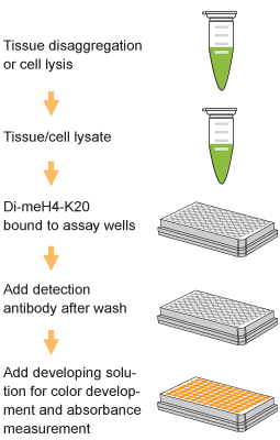 Schematic procedure for using the EpiQuik Global Di-Methyl Histone H4K20 Quantification Kit (Colorimetric).