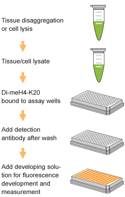 Schematic procedure for using the EpiQuik Global Di-Methyl Histone H4K20 Quantification Kit (Fluorometric).