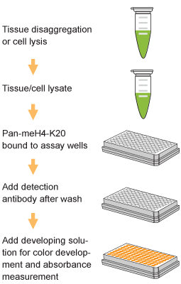 EpiQuik Global Pan-Methyl Histone H4K20 Quantification Kit (Colorimetric) (96 assays)