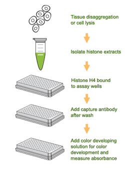 Schematic procedure for the EpiQuik Total Histone H4 Quantification Kit (Colorimetric).
