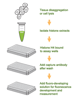 Schematic procedure for the EpiQuik Total Histone H4 Quantification Kit (Fluorometric).