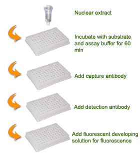 Schematic procedure for using the EpiQuik Histone Demethylase (H3K4 Specific) Activity/Inhibition Assay Kit.