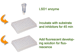 Schematic procedure for using the EpiQuik Histone Demethylase LSD1 Inhibitor Screening Assay Core Kit.