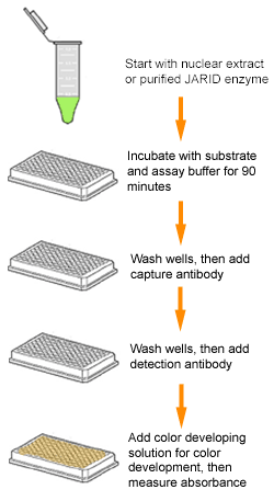 Schematic procedure for the Epigenase&trade; JARID Demethylase Activity/Inhibition Assay Kit (Colorimetric).