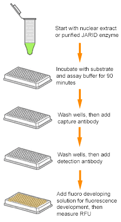 Schematic procedure for the Epigenase JARID Demethylase Activity/Inhibition Assay Kit (Fluorometric).