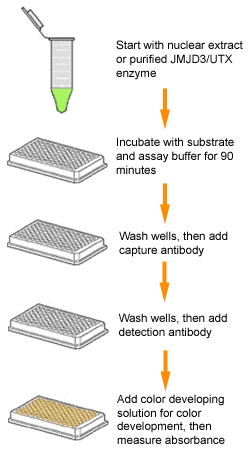 Schematic procedure for the Epigenase JMJD3/UTX Demethylase Activity/Inhibition Assay Kit (Colorimetric).