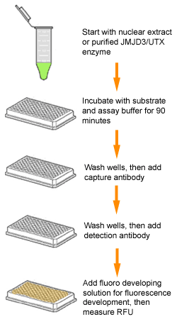 Schematic procedure for the Epigenase JMJD3/UTX Demethylase Activity/Inhibition Assay Kit (Fluorometric).