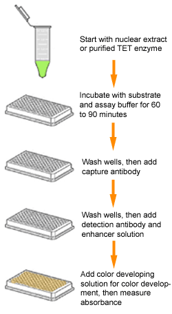 Schematic procedure for the Epigenase 5mC-Hydroxylase TET Activity/Inhibition Assay Kit (Colorimetric).