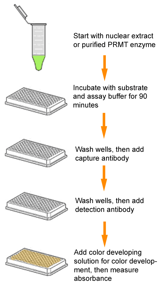 Epigenase PRMT Methyltransferase (Type II-Specific) Activity/Inhibition Assay Kit (Colorimetric) (96 assays)