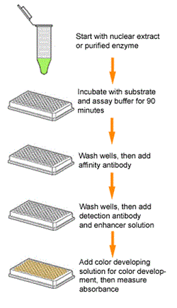 Schematic procedure of the Epigenase&trade; Thymine DNA Glycosylase (TDG) Activity/Inhibition Assay (Colorimetric).