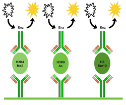 Working principle of  the EpiQuik Histone H3 Modification Multiplex Assay Kit (Colorimetric).