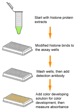 Schematic procedure for the EpiQuik Histone H3 Modification Multiplex Assay Kit (Colorimetric).