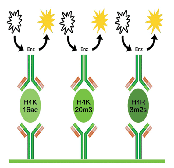 Working principle of EpiQuik Histone H4 Modification Multiplex Assay (Colorimetric).