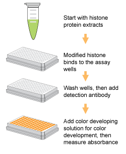 Schematic procedure of the EpiQuik Histone H4 Modification Multiplex Assay Kit (Colorimetric)