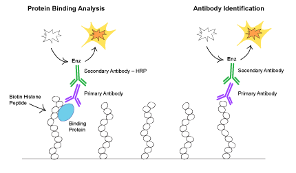 Working principle of&nbsp;Pre-Sure&trade; Histone H3 Peptide Array&nbsp;ELISA Kit (Colorimetric).