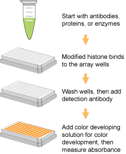 Schematic procedure of the Pre-Sure&trade; Histone H3 Peptide Array ELISA Kit (Colorimetric).