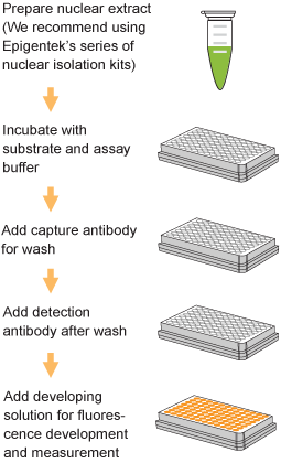 Schematic procedure for the EpiQuik DNA Methyltransferase (DNMT) Activity/Inhibition Assay Kit (Fluorometric).