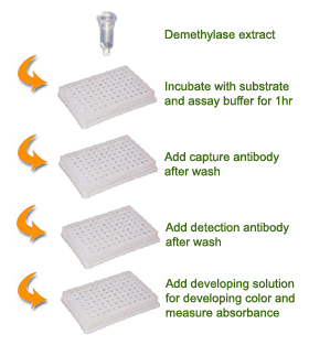 Schematic procedure for the SuperSense Methylated DNA Quantification Kit.