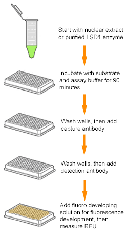 Epigenase LSD1 Demethylase Activity/Inhibition Assay Kit (Fluorometric) (96 assays)