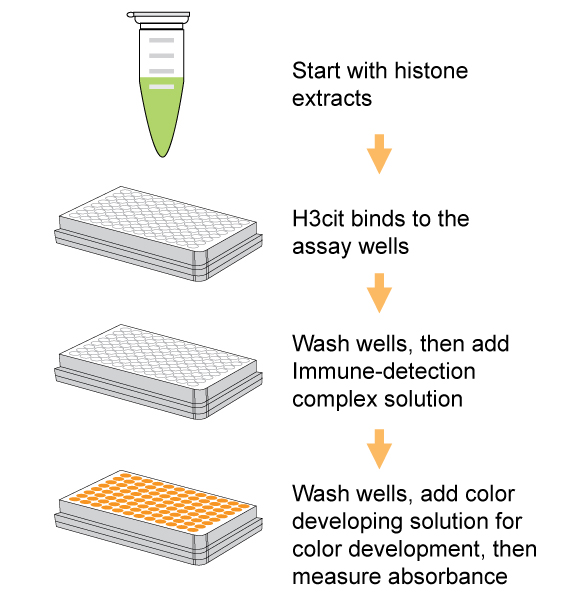 Schematic procedure of Histone H3 Citrullination ELISA kit (Colorimetric)