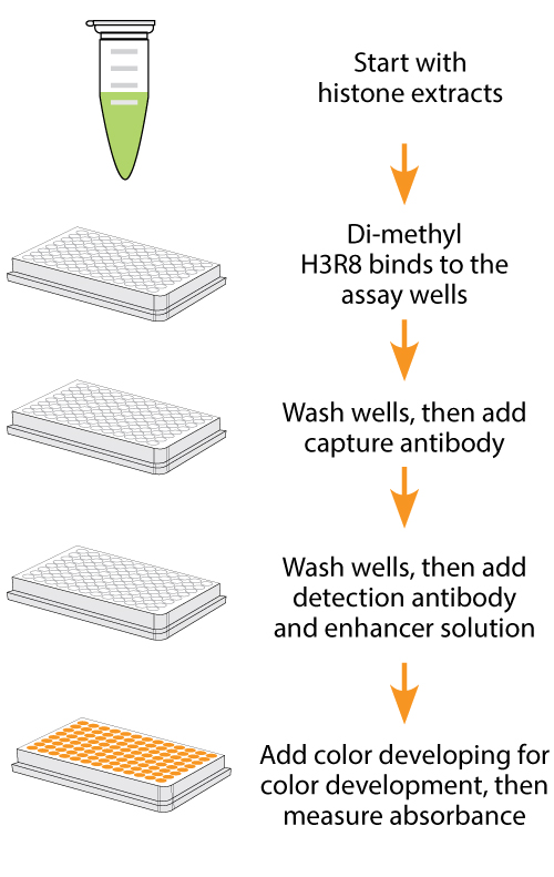 Schematic procedure of the EpiQuik Global Di-Methyl Histone H3R8 Quantification Kit (Colorimetric).