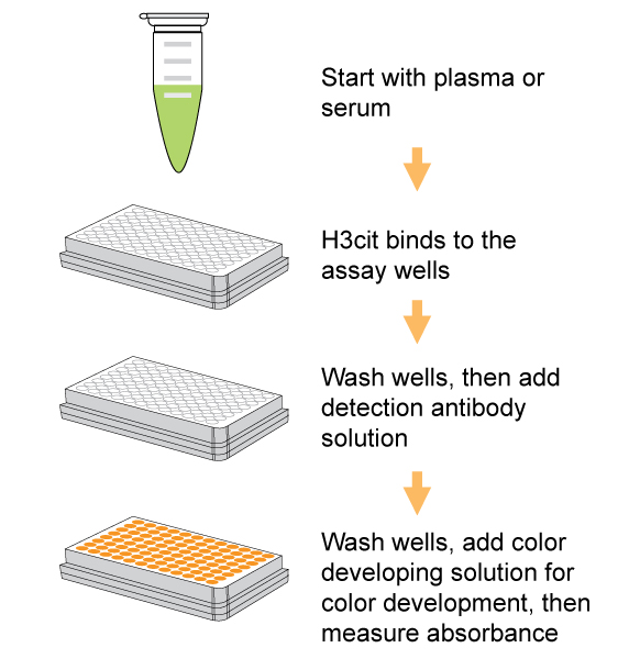 Schematic procedure of the EpiQuik Circulating Histone H3 Citrullination ELISA Kit (Colorimetric).