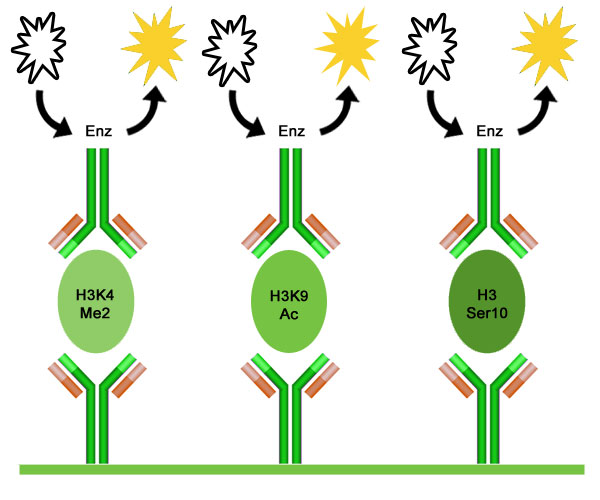 Working principle of EpiQuik Circulating Modified Histone H3 Multiplex AssayKit (Colorimetric).
