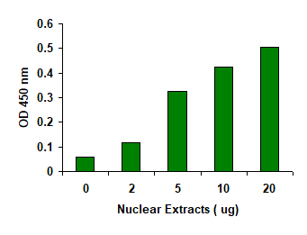 EpiQuik Viral RNA Extraction Fast Kit