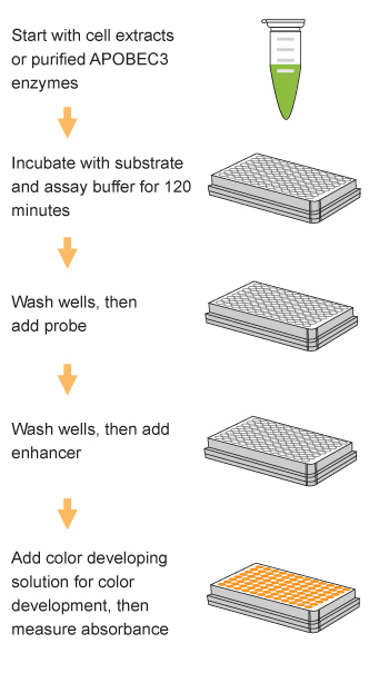 Epigenase APOBEC3 Cytidine Deaminase Activity/Inhibition Assay Kit