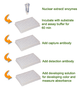 Schematic procedure for using the EpiQuik HAT Activity/Inhibition Assay Kit.