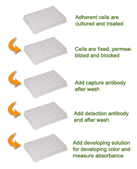 Schematic procedure for using the EpiQuik In Situ H3K9 Acetylation Assay Kit.