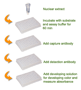 EpiQuik HDAC1 Assay Kit (Colorimetric) (96 assays)