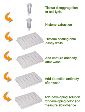Schematic procedure for using the EpiQuik Global Histone H3 Acetylation Assay Kit.