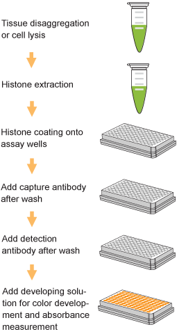 Schematic procedure for using the EpiQuik Global Histone H4 Acetylation Assay Kit.