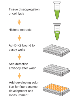 Schematic procedure for using the EpiQuik Global Acetyl Histone H3K9 Quantification Kit (Fluorometric).