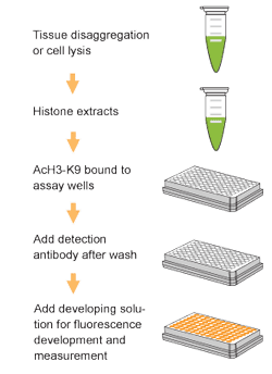 EpiQuik Global Acetyl Histone H3K9 Quantification Kit (Fluorometric) (48 assays)